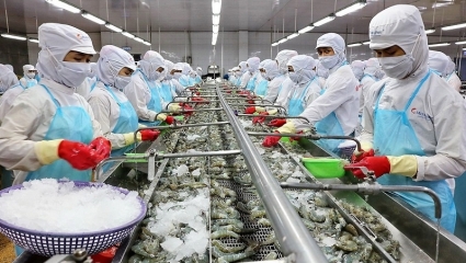 Việt Nam đang khẳng định vị thế số 1 về tôm chế biến sâu trên thị trường toàn cầu