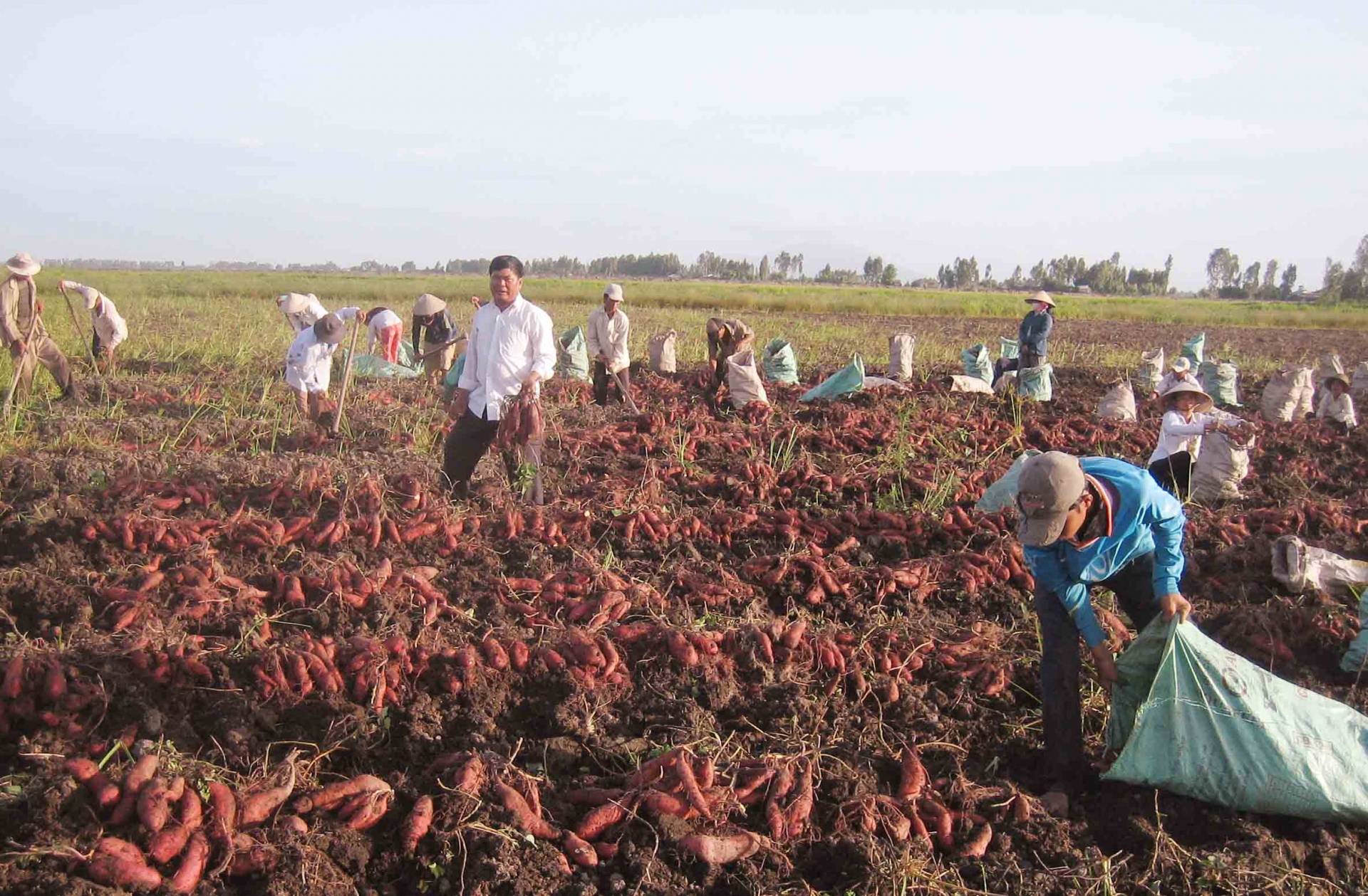 Trái bưởi vào Hoa Kỳ, khoai lang chính ngạch sang Trung Quốc: Có thực sự thuận lợi?