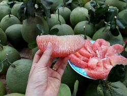 Trái bưởi vào Hoa Kỳ, khoai lang chính ngạch sang Trung Quốc: Có thực sự thuận lợi?