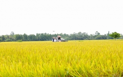 Tập đoàn Tân Long - tầm nhìn và mục tiêu phát triển gạo Việt