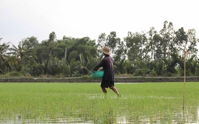 A An cam kết cung cấp gạo sạch: KHÔNG đấu trộn – KHÔNG tẩy trắng – KHÔNG chất tạo mùi