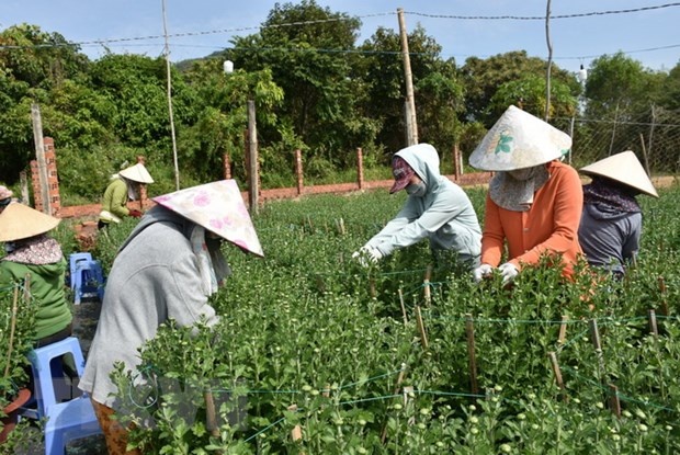 Bà Rịa-Vũng Tàu: Làng nghề truyền thống tất bật vụ cuối năm | Kinh doanh | Vietnam+ (VietnamPlus)