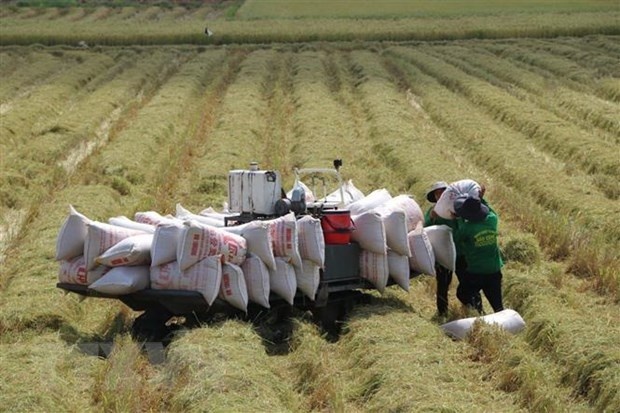 Nhiều tín hiệu tích cực cho hoạt động xuất khẩu gạo trong năm 2023