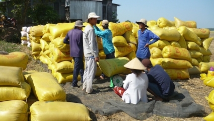 Giá lúa gạo xuất khẩu đang quay lại chu kỳ tăng mới?