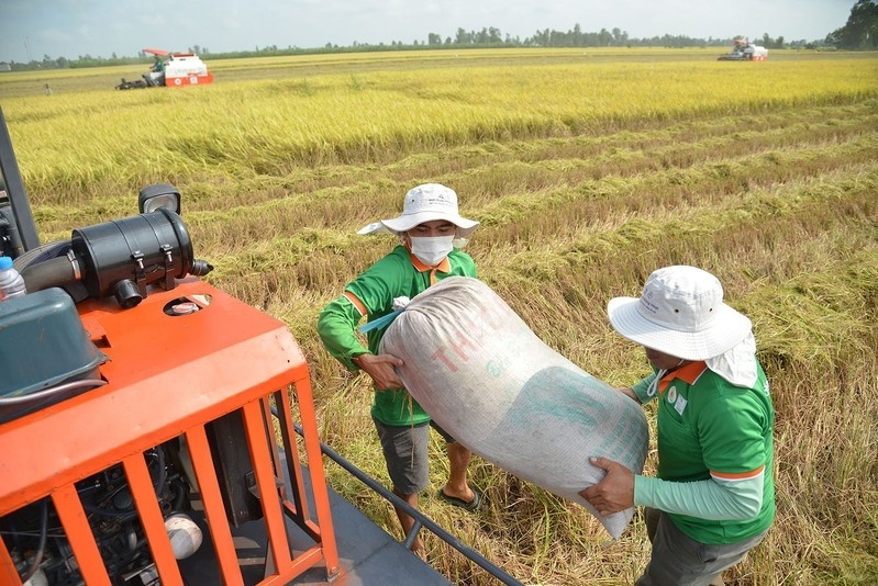 "Bà trùm" làng xuất khẩu gạo một thời bị rao bán món nợ nghìn tỷ