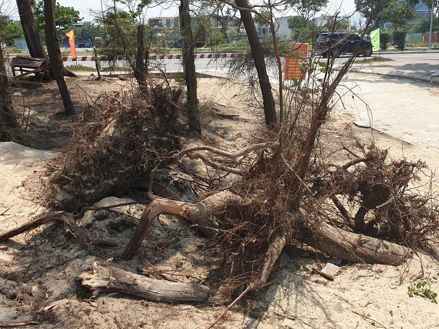 Tập đoàn Trung Thủy nói gì khi bứng loạt gốc cây dương liễu ven biển Đà Nẵng?
