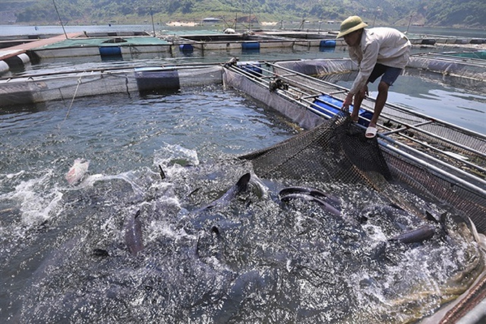 15.000 tỷ đồng với lãi suất ưu đãi được các ngân hàng “bơm” cho vay lâm, thuỷ sản