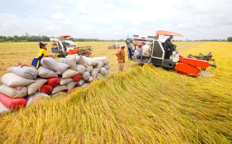 Bộ Công thương hoả tốc yêu cầu doanh nghiệp không mua gom ồ ạt lúa gạo