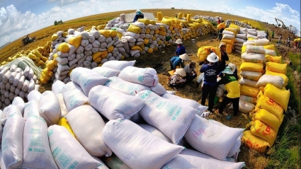 Giá gạo xuất khẩu của Việt Nam lên cao kỷ lục