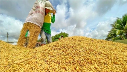 Giá gạo xuất khẩu và trong nước tiếp tục tạo "cơn sốt" từng ngày, dự báo còn tăng