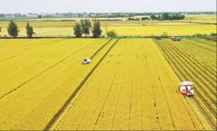 Tăng diện tích sản xuất lúa nhằm đảm bảo nguồn cung cho xuất khẩu