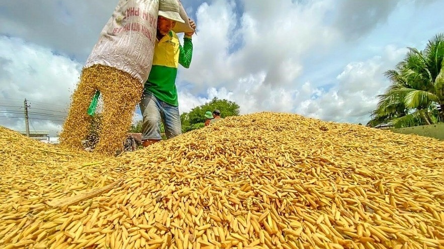 Giá lúa gạo trong nước tiếp tục lập đỉnh mới, cao hơn nhiều so với giá xuất khẩu