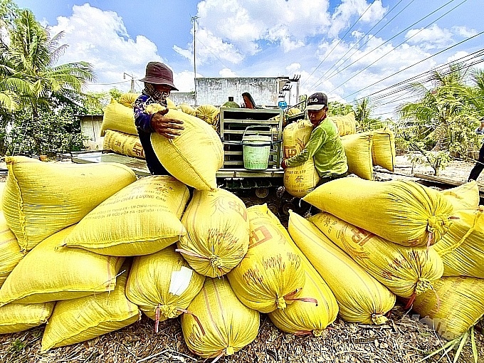 Giá gạo xuất khẩu giảm, giá lúa trong nước đi xuống