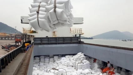 Giá gạo xuất khẩu của Việt Nam tăng đáng kể sau động thái của Indonesia