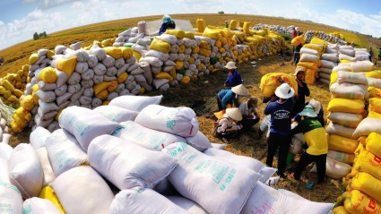 Giá gạo Việt Nam lập đỉnh mới, vừa là lợi thế cũng tiềm ẩn nhiều rủi ro
