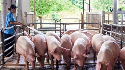 Ngành chăn nuôi lợn thất thu năm 2023