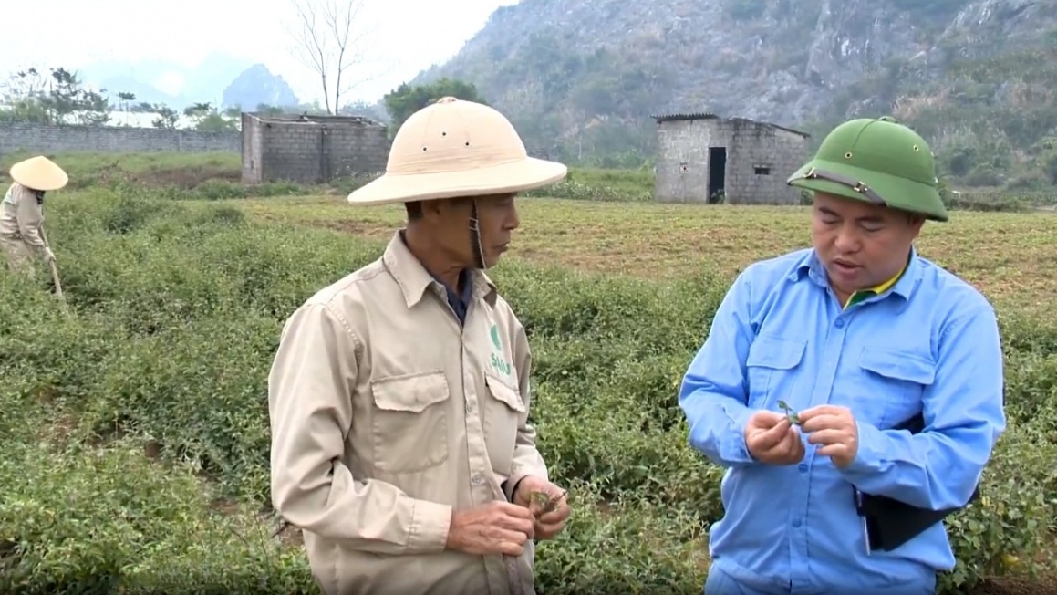 Doanh nhân Phan Trung Kiên: Hành trình khởi nghiệp được lấy cảm hứng từ cà gai leo