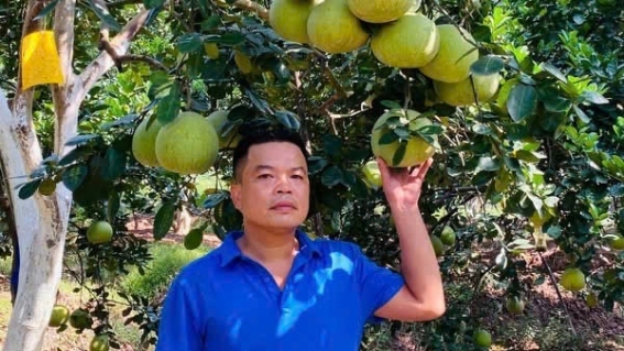 Bưởi Phúc Trạch Hà Thành – vị ngon từ cội nguồn