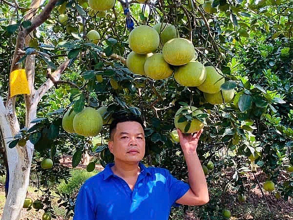 Anh Nguyễn Tiến Luyện giới thiệu vườn bưởi Phúc Trạch của gia đình. Ảnh: NVCC