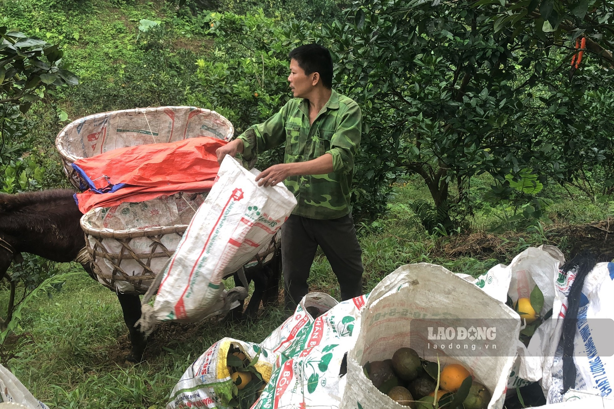 Hiện tại, cây cam sành đã không còn được nhiều người dân mặn mà như trước bởi giá trị thu về không còn cao. Ảnh: Nguyễn Hoàn
