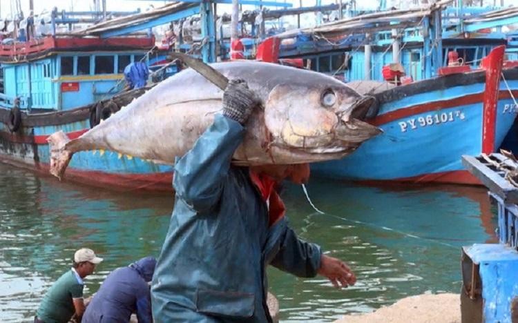 5 th&aacute;ng đầu năm xuất khẩu c&aacute; ngừ đạt 462 triệu USD, tăng 59% so với c&ugrave;ng kỳ năm ngo&aacute;i (Ảnh minh họa)
