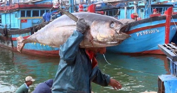 Xuất khẩu cá ngừ lo mất thị phần về tay doanh nghiệp Trung Quốc