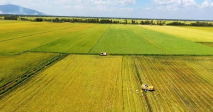 Làm gì để đề án 1 triệu ha lúa chất lượng cao tránh vết xe đổ mô hình cánh đồng lớn?