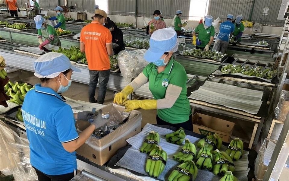 Ở phương &aacute;n ph&aacute;t h&agrave;nh mới, HAGL dự kiến tăng số vốn lưu động bổ sung cho c&ocirc;ng ty con l&agrave; C&ocirc;ng ty TNHH Hưng Thắng Lợi Gia Lai l&ecirc;n gần 800 tỷ đồng (tăng 300 tỷ) - Ảnh minh họa/LĐO